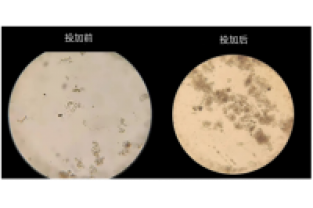 生活污水氨氮超標怎么處理